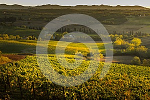 VAL D`ORCIA, TUSCANY/ITALY - Vineyard in Val d`Orcia