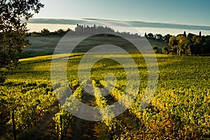 VAL D`ORCIA, TUSCANY/ITALY - Vineyard in Val d`Orcia