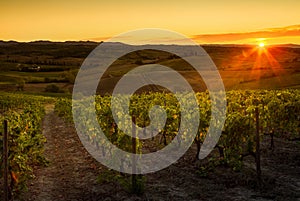 VAL D`ORCIA, TUSCANY/ITALY - Vineyard in Val d`Orcia