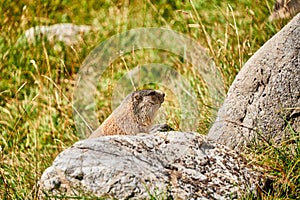 Marmott in Val Trupchun, Swiss National Park