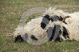 Valais Blackface sheep on meadow above Zermatt