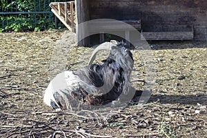 The Valais Blackneck is a breed of domestic goat from the canton of Valais