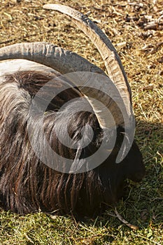 Valais Blackneck eats grass. Portrait of an animal