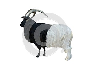 valais blackneck goat isolated on white background