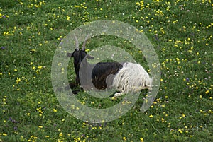 A Valais Blackneck goat sitting on the grass in Aosta Valley, Italy