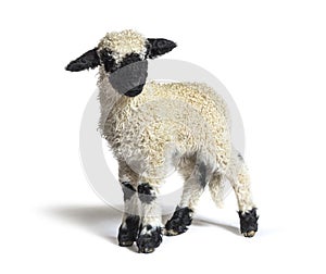 Valais Blacknose, German: Walliser Schwarznasenschaf, is a breed of domestic sheep originating in the Valais