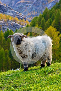 Valais blacknose sheep in  Alps