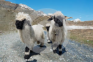 Valais Blacknose sheep on highland in Zermatt, Switzerland