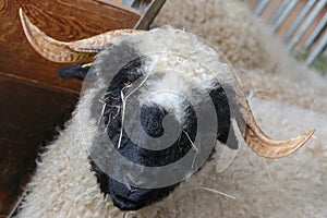 Valais Blacknose Sheep originating in Switzerland photo