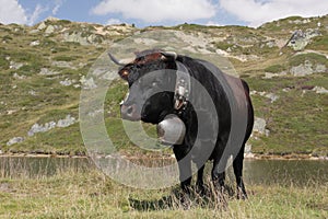 Valais cow photo