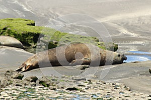 Valdes Peninsula - Argentina. Elephant seal