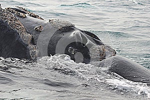 Valdes Peninsula - Argentina. The whale