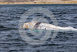 Valdes Peninsula - Argentina. The white whale