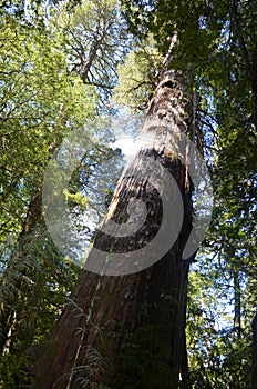 Ecoregion of the Valdivian temperate rainforests in southern Chile Chilean Patagonia photo