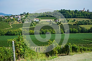 Valdobbiadene vineyards, Veneto, Italy