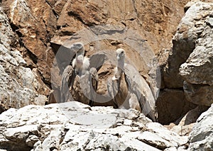 Vale Gier, Griffon Vulture, Gyps fulvus