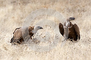 Vale Gier, Griffon Vulture, Gyps fulvus