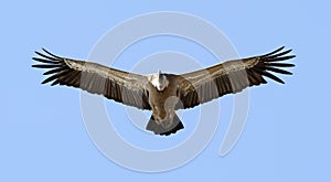 Vale Gier, Griffon Vulture, Gyps fulvus