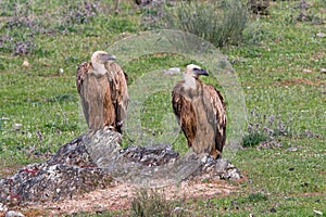 Vale Gier, Griffon Vulture, Gyps vulvus