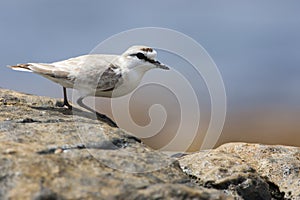 Vale Strandplevier, White-fronted Plover, Charadrius marginatus