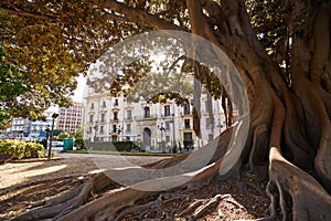 Valencia Glorieta park big ficus tree Spain photo