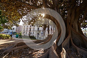 Valencia Glorieta park big ficus tree Spain photo