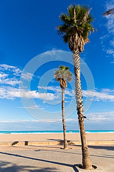 Valencia Malvarrosa Las Arenas beach palm trees photo