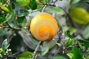Valencia Orange On Tree 2