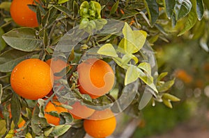Valencia orange trees