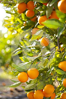 Valencia orange trees photo