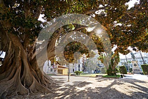 Valencia Parterre park big ficus tree photo