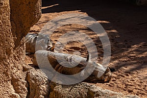 Sleeping Warthogs at the Bioparc in Valencia Spain on February 26, 2019