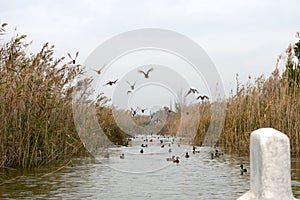 Valencia, Spain. Lake and Albufera Natural Park El Parque Natural de la Albufera de Valencia on a cloudy day.