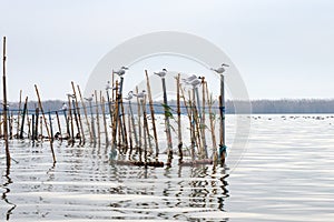 Valencia, Spain. Lake and Albufera Natural Park El Parque Natural de la Albufera de Valencia on a cloudy day.