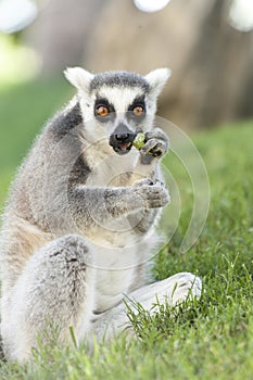 Valencia, Spain,3,6,2014: Ring-tailed Lemur of Madagascar at Bioparc in Valencia