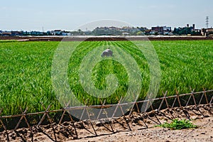 Contadino crescente verde tubero usato sul fare amaro bere 