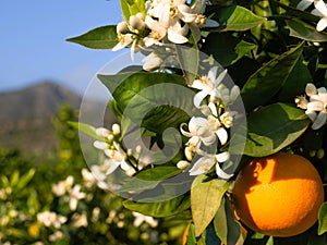 Valencian orange and orange blossoms. Spain. photo