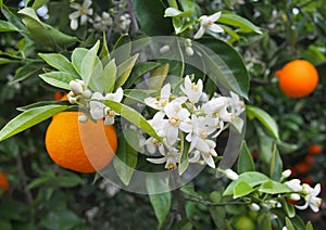 Valencian orange and orange blossoms. Spain. Spring