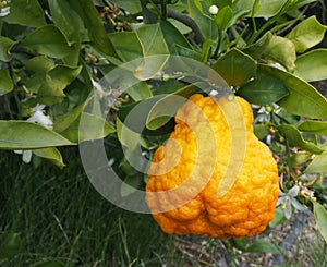 Valencian orange and orange blossoms. Cellulitis. Spain photo