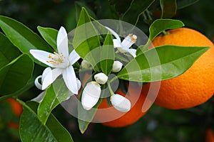 Valencian orange and orange blossoms, Spain