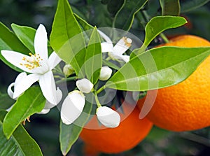 Valencian orange and orange blossoms, Spain photo