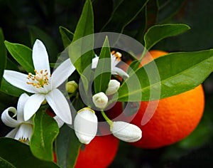 Valencian orange and orange blossoms