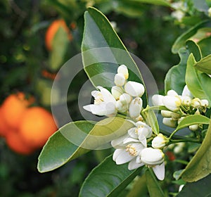 Valencian orange and orange blossoms photo