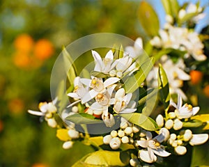 Valencian orange and orange blossoms. photo