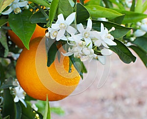 Valencian orange and orange blossoms. photo