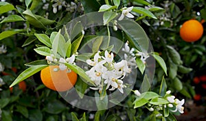 Valencian orange and orange blossoms. Spain. Spring