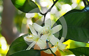 Valencian orange and orange blossoms, Spain photo