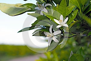 Valencian orange and orange blossoms, Spain photo