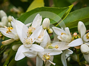 Valencian orange and orange blossoms. Spain. photo