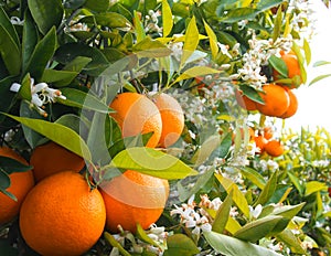 Valencian orange and orange blossoms.Spring harvest